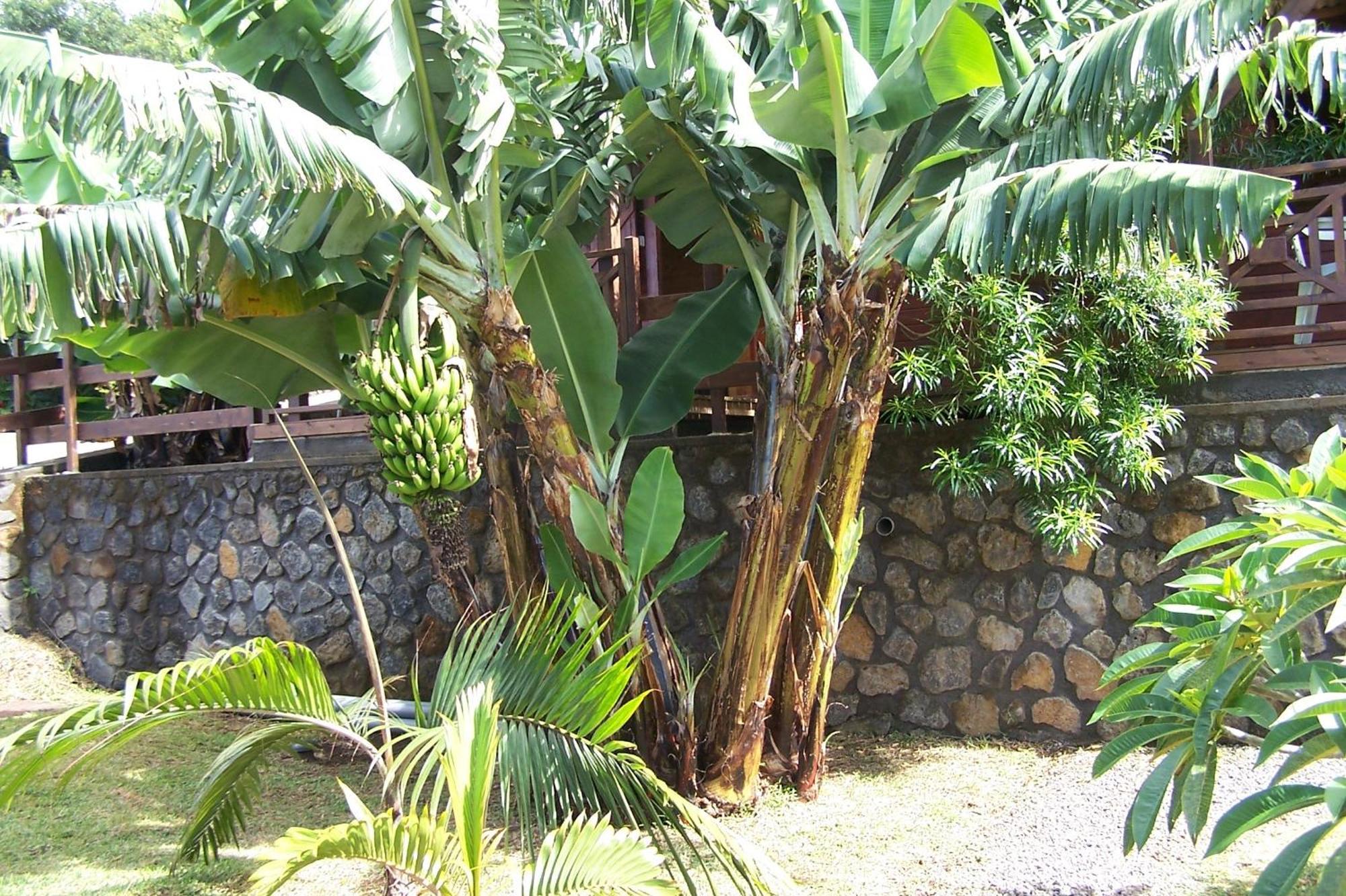 Les Bungalows Les Vanilliers, Sud Sauvage Avec Piscine Saint-Joseph Habitación foto